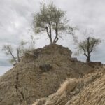 Foto Camporesi alberi alluvione