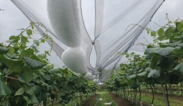 Danni Grandine Coldiretti (1)