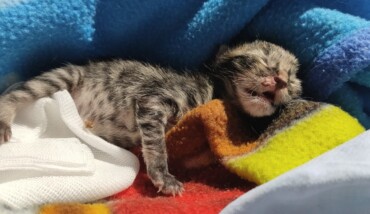 Gattino Cassonetto Ravenna