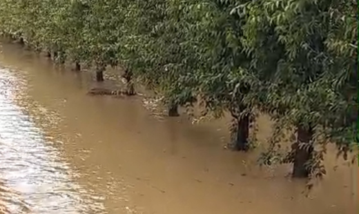 Pioggia Frutteti Grandine