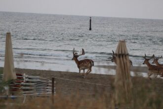Daini Corrono Spiaggia Lido Di Classe