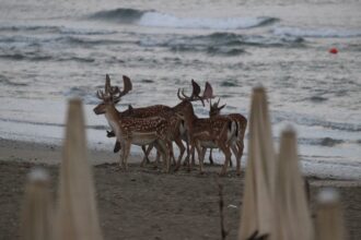 Daini Spiaggia Lidoclasse