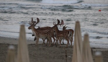 Daini Spiaggia Lidoclasse