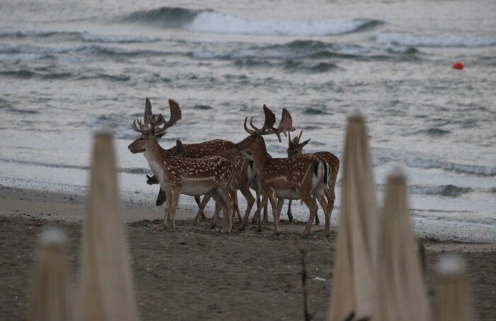 Daini Spiaggia Lidoclasse