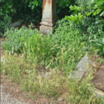 Fontanella