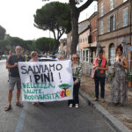 Pini Via Maggiore