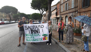 Pini Via Maggiore