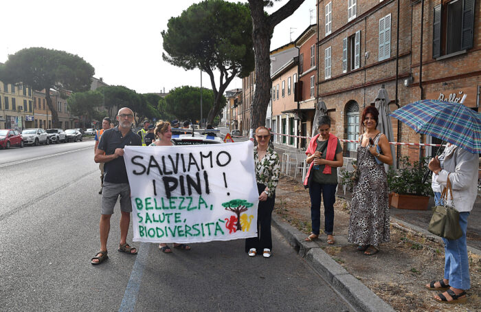 Pini Via Maggiore