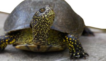 Foto ConsorzioCER Tartaruga Palustre