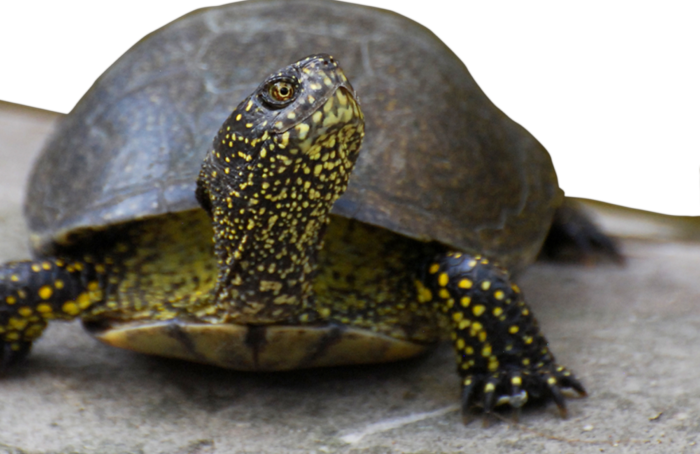 Foto ConsorzioCER Tartaruga Palustre