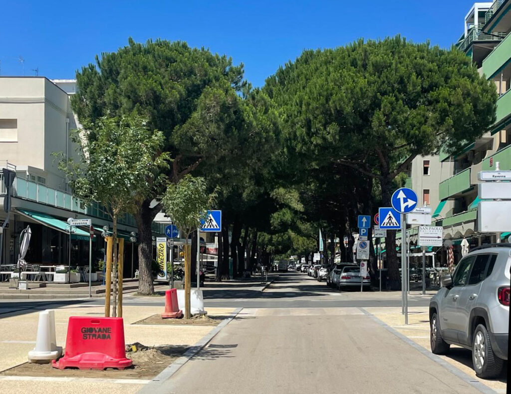Lido Savio Pini Da Abbattere E Nuovo Filare Singolo Ph MGuagliumi