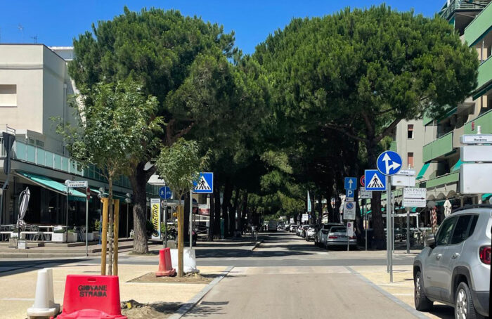 Lido Savio Pini Da Abbattere E Nuovo Filare Singolo Ph MGuagliumi