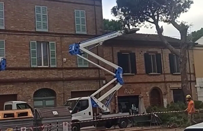 Abbattimento Pini Via Maggiore