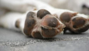 Cuccioli Cane 
