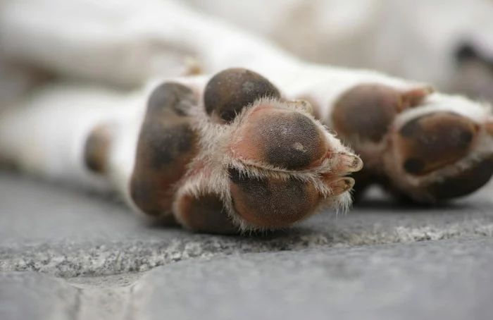 Cuccioli Cane