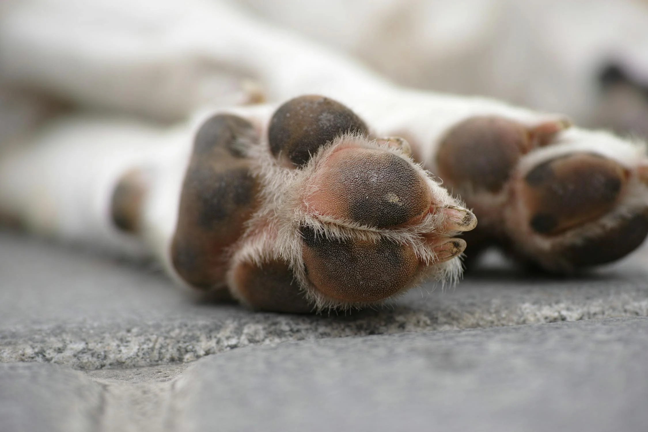 Cuccioli Cane