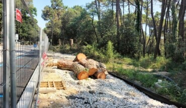 Thumbnail 2024 06 28 Alberi Abbattuti MRomea Ph FSantarellajpg
