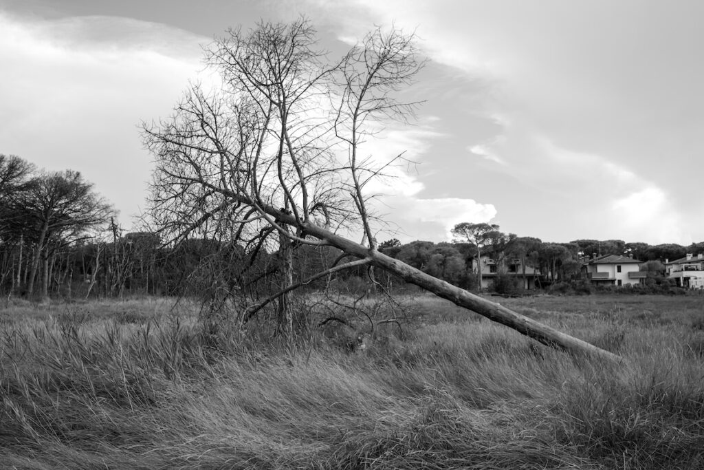 Soundtrack for falling trees