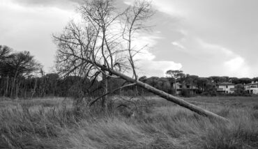 Soundtrack For Falling Trees