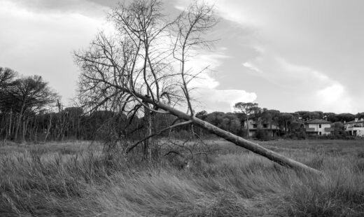 Soundtrack For Falling Trees