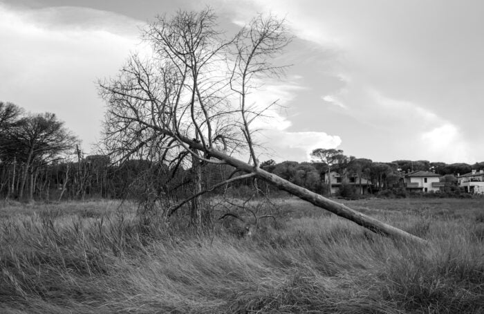 Soundtrack For Falling Trees