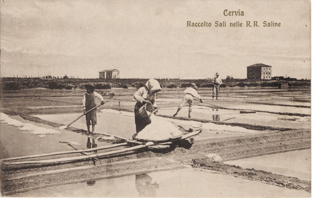 1. 1908.Cervia. Raccolta Sali Nelle R.R. Saline 