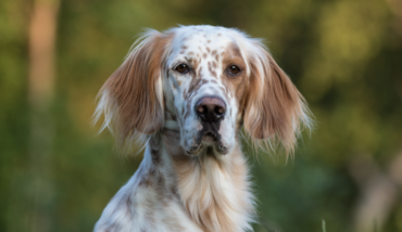Setter Cane