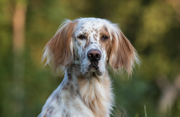 Setter Cane
