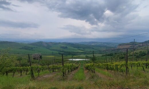 Azienda Agricola Mordini