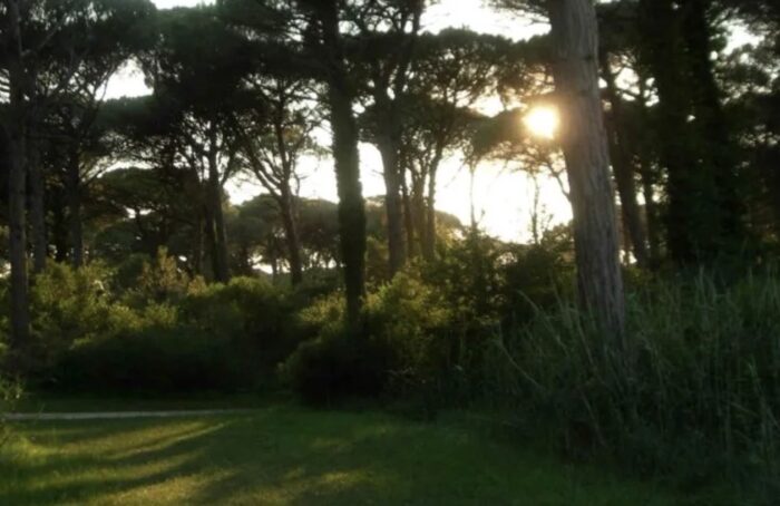 Pineta Lido Dante Classe