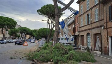 Pini Via Maggiore