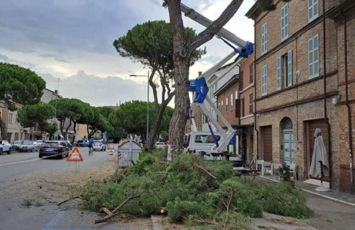 Pini Via Maggiore