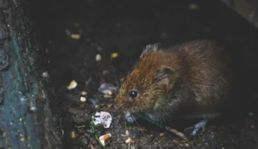 Topo Ratto