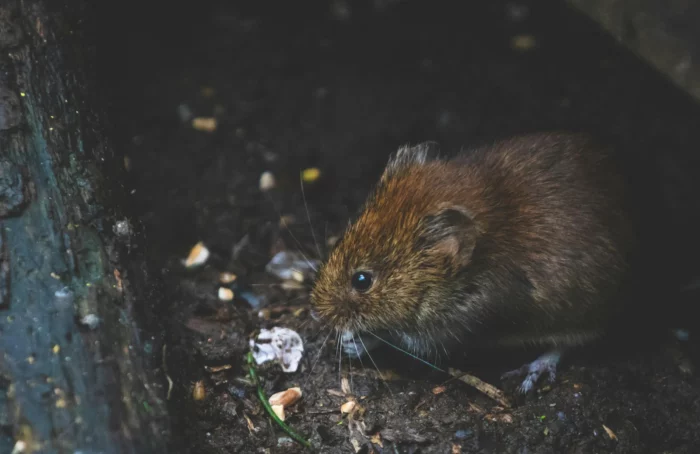 Topo Ratto