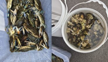 Granchi Blu Ostriche