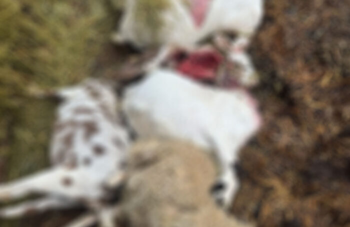 Cà Ad Là Animali Uccisi