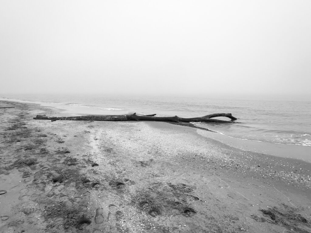 Soundtrack for falling trees