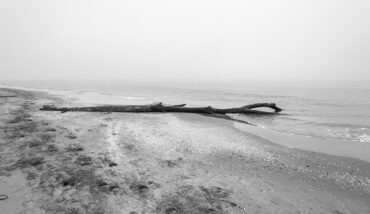Soundtrack For Falling Trees