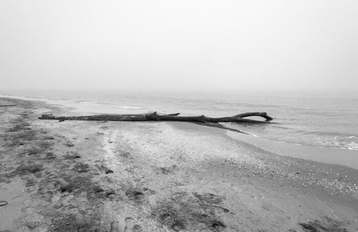 Soundtrack For Falling Trees