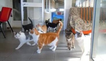 Gatti Gattile 2