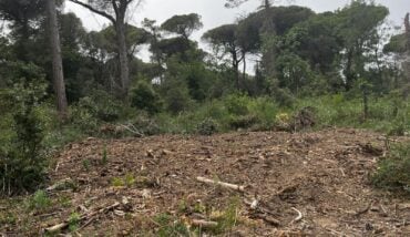 Lavori Pineta Dopo Tromba D'aria 2