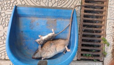 Un Paio Di Topi Fotografati Da Rosanna Biondi