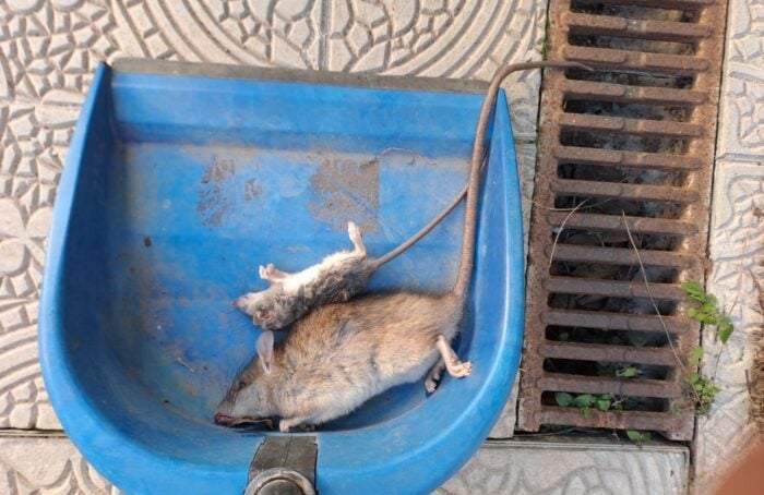 Un Paio Di Topi Fotografati Da Rosanna Biondi