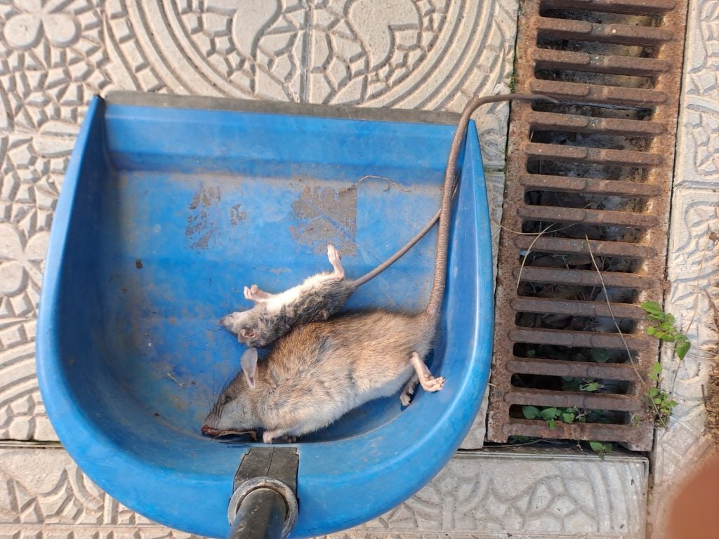 Un paio di topi fotografati da Rosanna Biondi