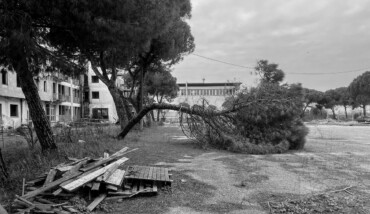 Soundtrack For Falling Trees