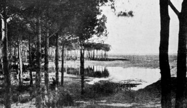 339) ANDREA CAGNONI PINETA