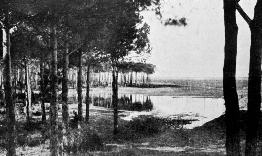 339) ANDREA CAGNONI PINETA