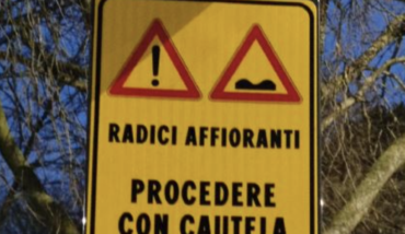 Radici Affioranti Cartello