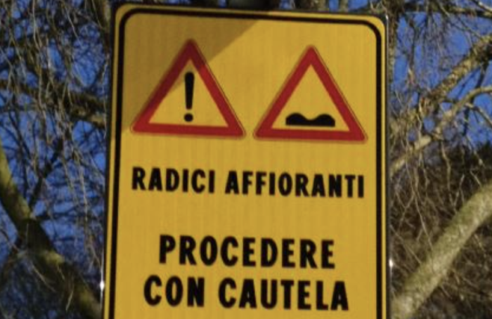 Radici Affioranti Cartello