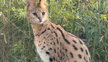 Serval